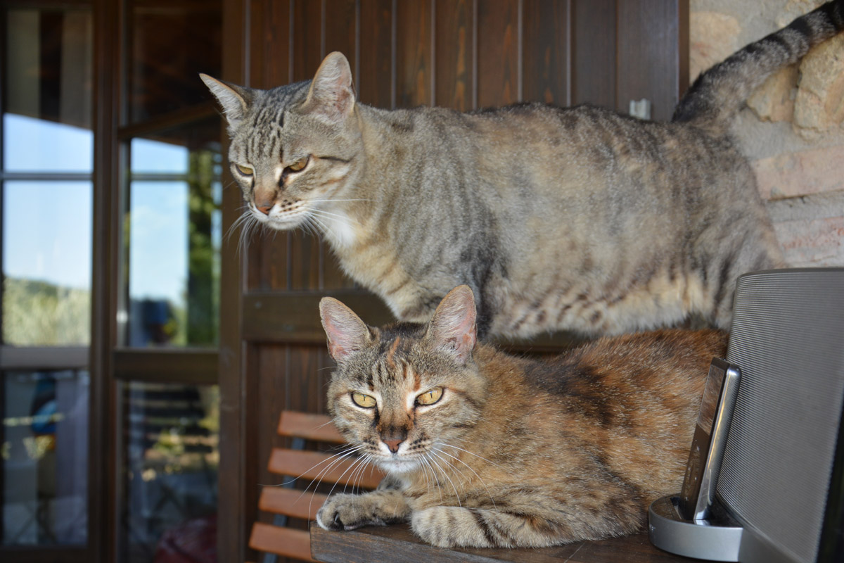 pet-gall-gatti