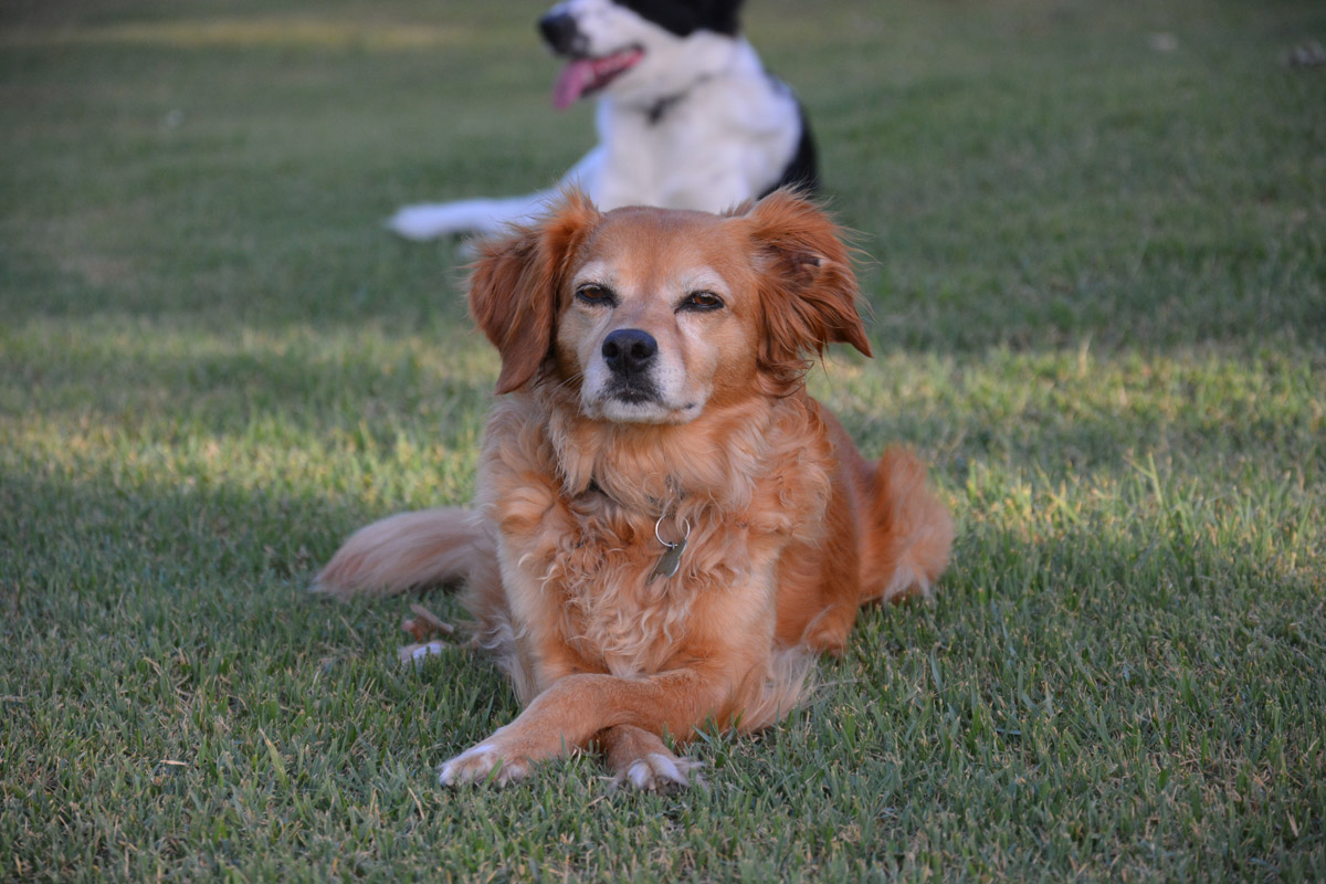 pet-gall-matilde