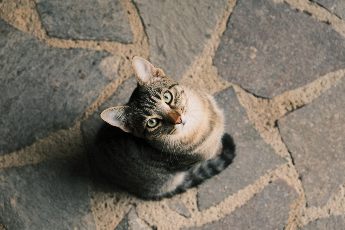 pet-gall-gatti2